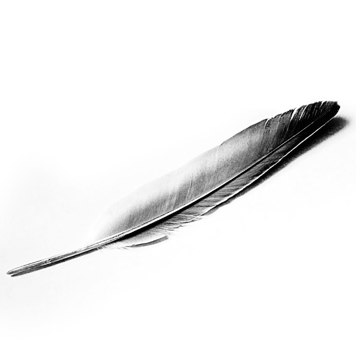 Feather and Stone album cover